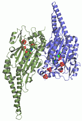 Image Asym./Biol. Unit - manually