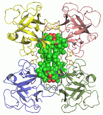 Image Asym./Biol. Unit - manually