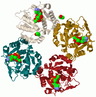 Image Biol.Unit 1 - manually