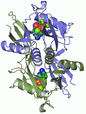 Image Asym./Biol. Unit - manually