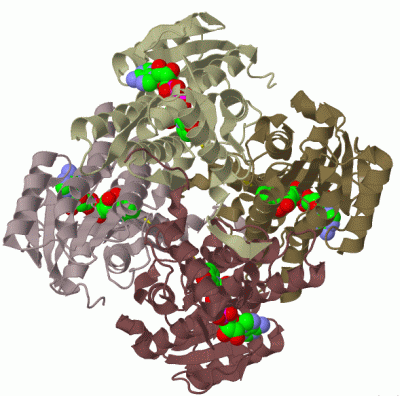 Image Biol.Unit 1 - manually