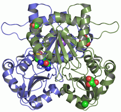 Image Asym./Biol. Unit - manually