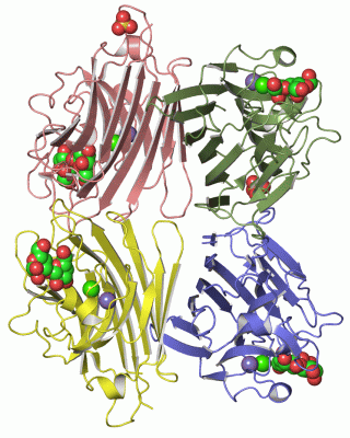 Image Asym./Biol. Unit - manually