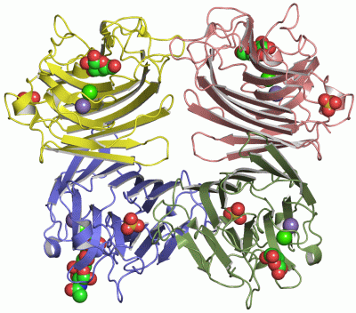 Image Asym./Biol. Unit - manually