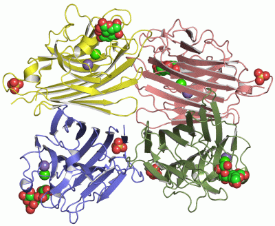 Image Asym./Biol. Unit - manually