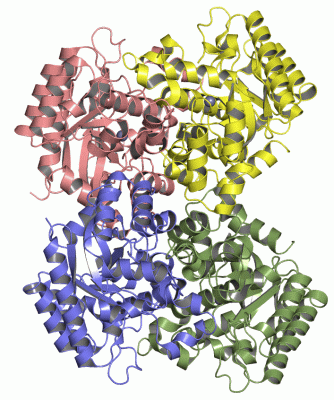 Image Asym./Biol. Unit - manually