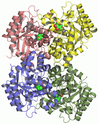 Image Asym./Biol. Unit - manually