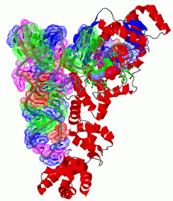 Image Biol.Unit 1 - manually