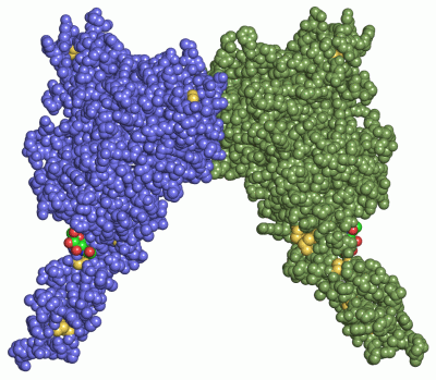 Image Asym./Biol. Unit - manually