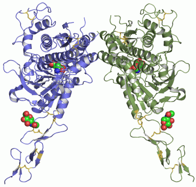 Image Asym./Biol. Unit - manually