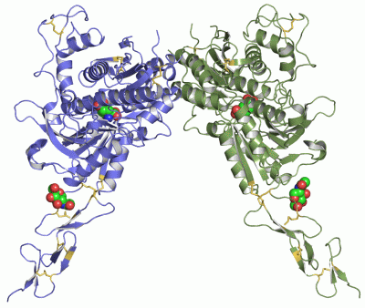 Image Asym./Biol. Unit - manually