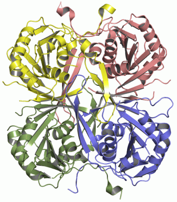 Image Asym./Biol. Unit - manually