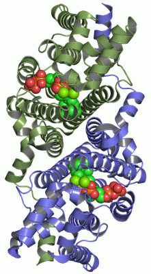 Image Asym./Biol. Unit - manually