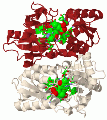 Image Biol.Unit 1 - manually