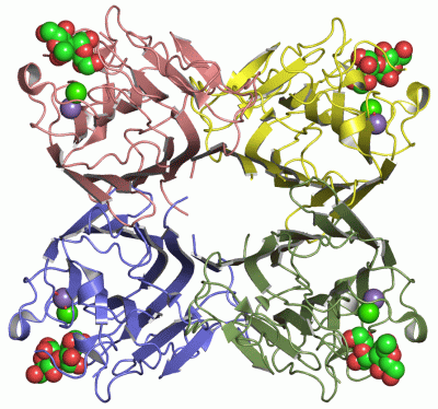 Image Asym./Biol. Unit - manually