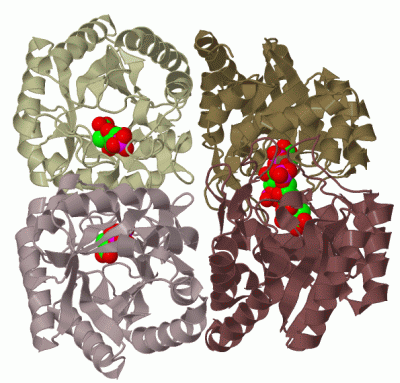 Image Biol.Unit 1 - manually