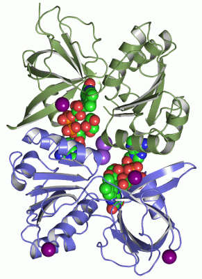 Image Asym./Biol. Unit - manually