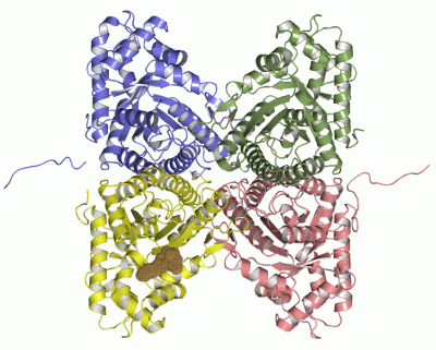 Image Asym./Biol. Unit - manually