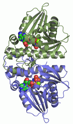 Image Asym./Biol. Unit - manually