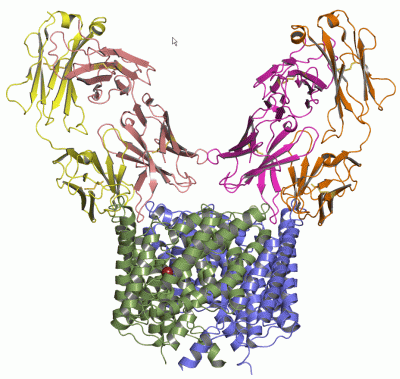 Image Asym./Biol. Unit - manually