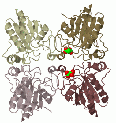 Image Biol.Unit 1 - manually