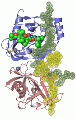 Image Asym./Biol. Unit - manually