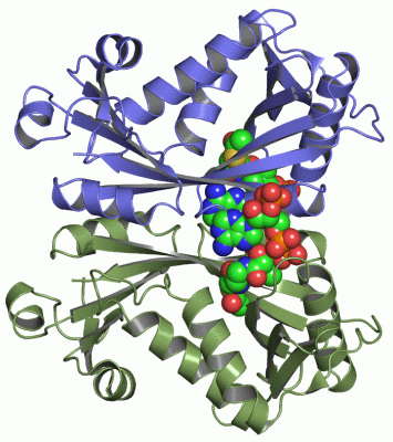 Image Asym./Biol. Unit - manually