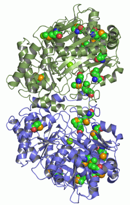 Image Asym./Biol. Unit - manually