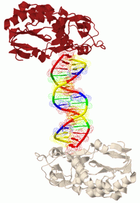 Image Biol.Unit 1 - manually