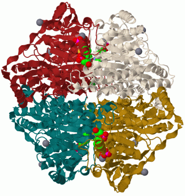 Image Biol.Unit 1 - manually