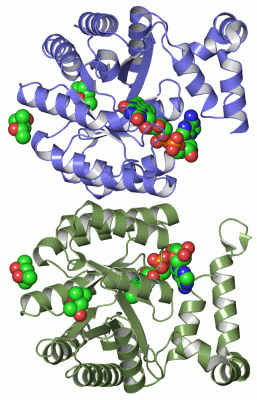 Image Asym./Biol. Unit - manually