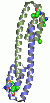 Image Asym./Biol. Unit - manually