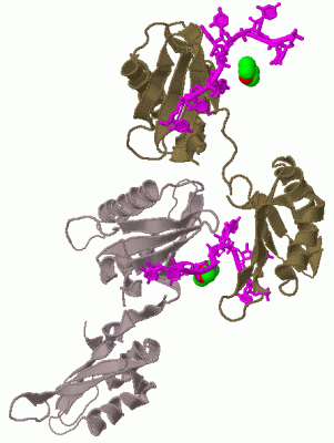 Image Biol.Unit 1 - manually