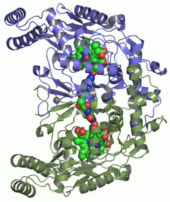 Image Asym./Biol. Unit - manually