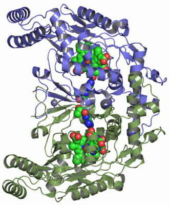 Image Asym./Biol. Unit - manually