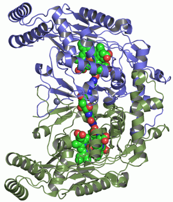 Image Asym./Biol. Unit - manually