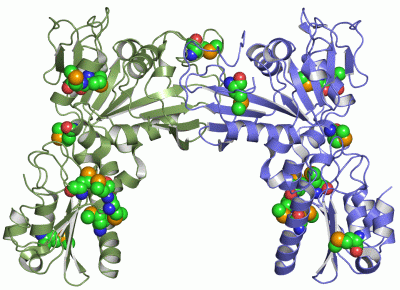 Image Asym./Biol. Unit - manually