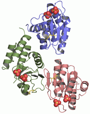 Image Asym./Biol. Unit - manually