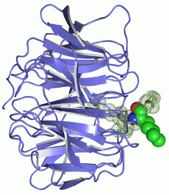 Image Asym./Biol. Unit - manually