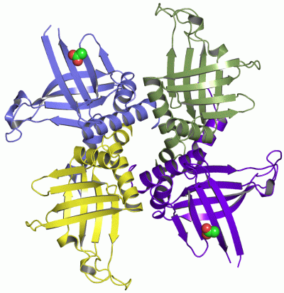 Image Asym./Biol. Unit - manually