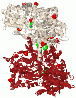 Image Biol.Unit 1 - manually