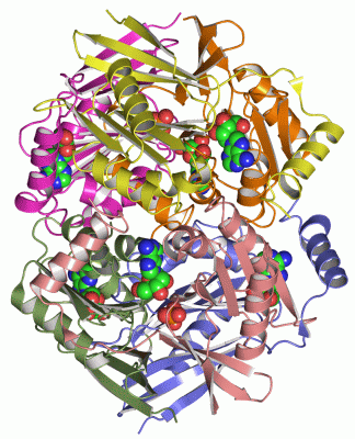 Image Asym./Biol. Unit - manually