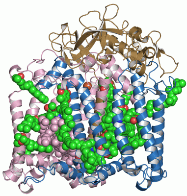 Image Asym./Biol. Unit - manually