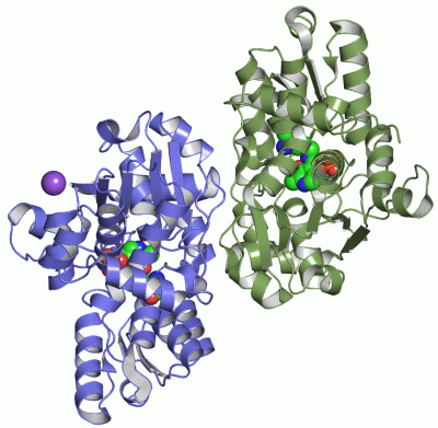 Image Asym./Biol. Unit - manually