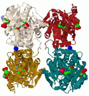 Image Biol.Unit 1 - manually