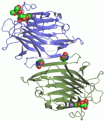 Image Asym./Biol. Unit - manually