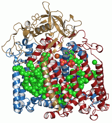 Image Asym./Biol. Unit - manually