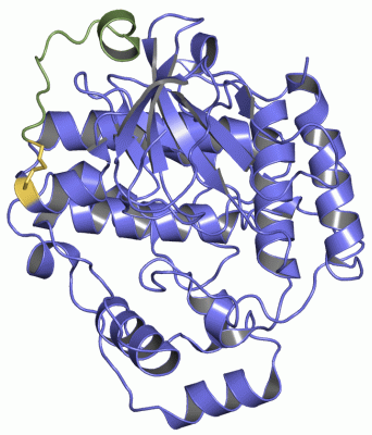 Image Asym./Biol. Unit - manually