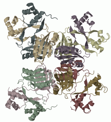 Image Biol.Unit 1 - manually