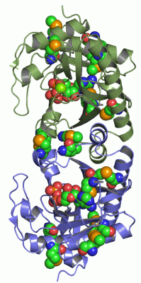 Image Asym./Biol. Unit - manually